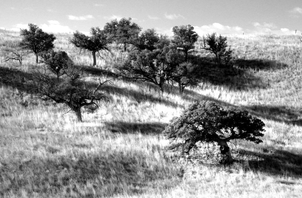 SAN RAFAEL VALLEY GRASSLANDS, SE of Patagonia, scc, az (4-27-14) -05 BW photo