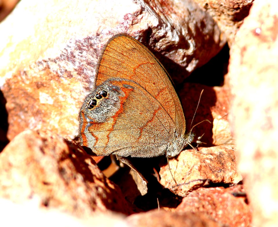 SATYR, NABOKOV'S (Cyllopsis pyracmon) (9-4-11) upper humbolt cyn, scc, az