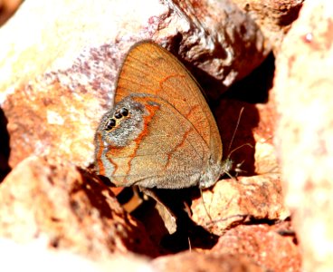 SATYR, NABOKOV'S (Cyllopsis pyracmon) (9-4-11) upper humbolt cyn, scc, az