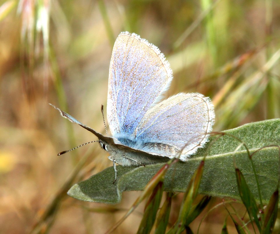 BLUE, BOISDUVAL'S (Plebejus icarioides) (6-17-11) rte 293, hum (4)