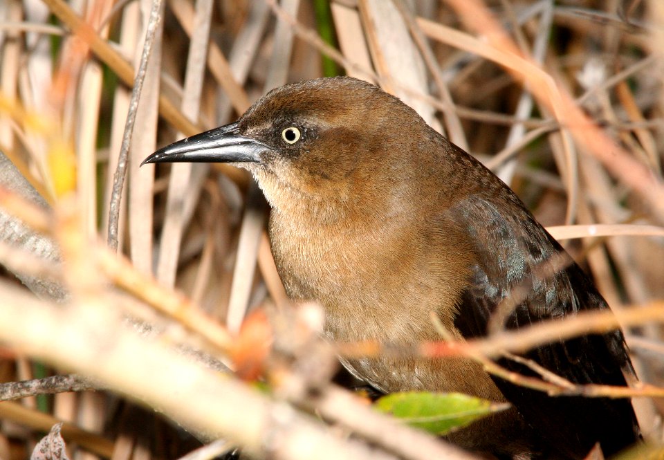 939 - GREAT-TAILED GRACKLE (3-11-09) fem, cloisters, slo co, ca