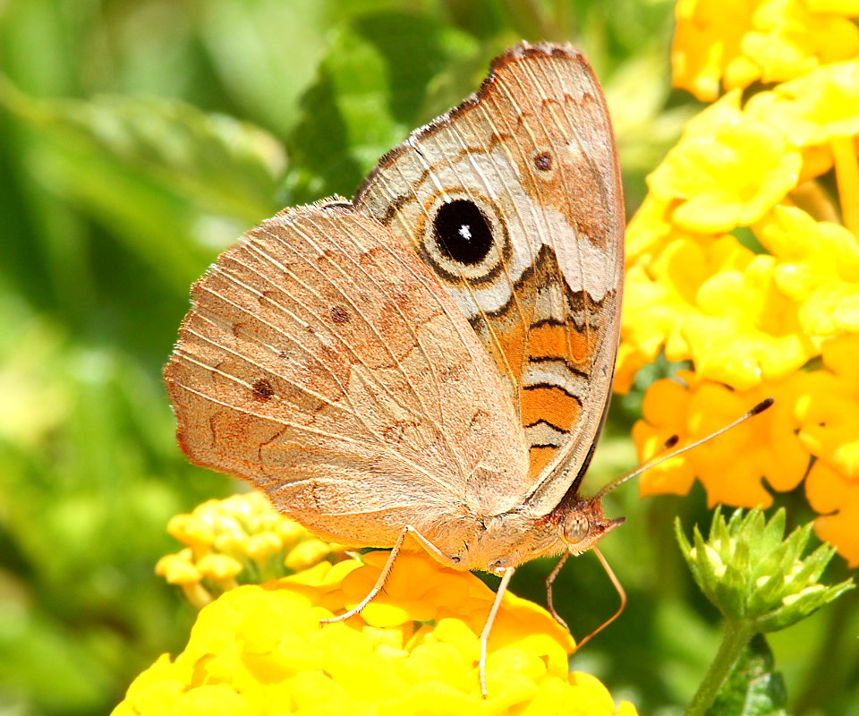 BUCKEYE, TROPICAL (Junonia evarete) (9-28-11) 78 circulo montana, patagonia lake ranch estates, scc, az -03 (2)
