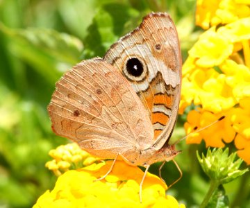 BUCKEYE, TROPICAL (Junonia evarete) (9-28-11) 78 circulo montana, patagonia lake ranch estates, scc, az -03 (2)