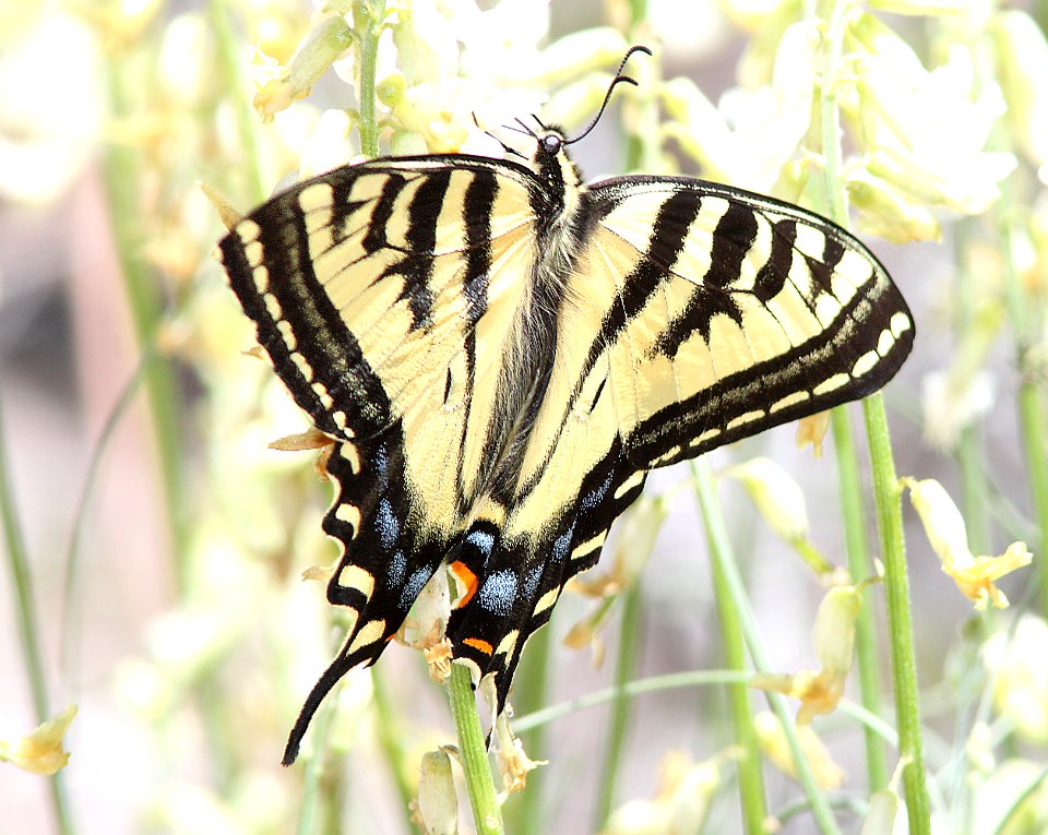 SWALLOWTAIL, WESTERN TIGER (Papilio rutulis) 6-16-11) carcass cr, wayne co, ut  (1)