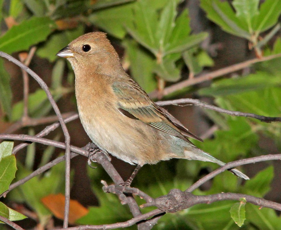 923 - LAZULI BUNTING (4-26-13) sunny flats cg, cave creek, cochise co, az