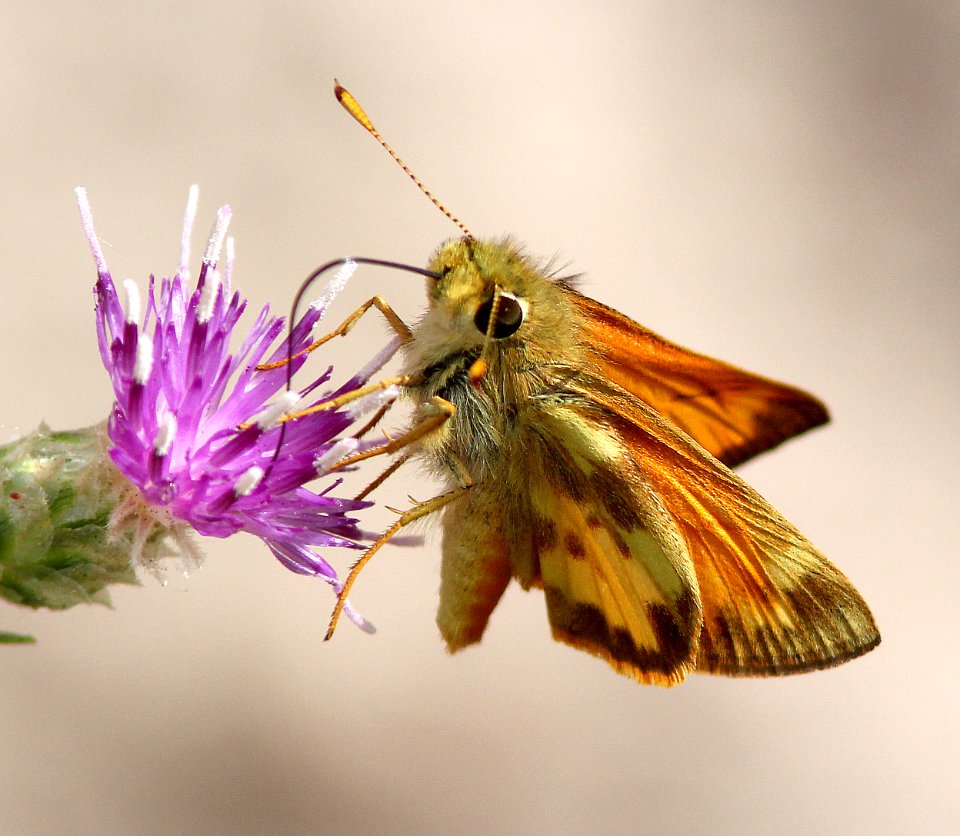 SKIPPER, TAXILES (Poanes taxiles) (6-11-13) female, animas-berg park, farmington, san juan co, nm  (2)