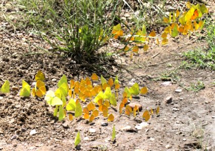 CLOUDLESS SULPHUR, SLEEPY ORANGE, TAILED ORANGE & S DOGFACE puddling (9-10-12) sycamore canyon, scc, az -01