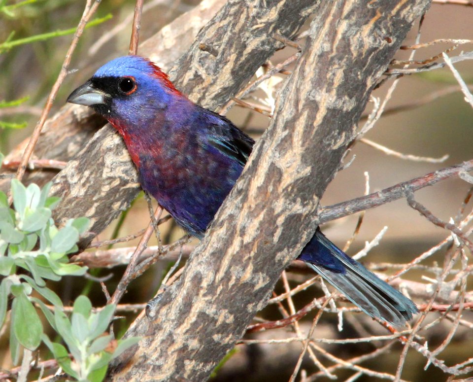 925 - VARIED BUNTING (7-2-12) 78 circulo montana, patagonia lake ranch estates, scc, az  (1)