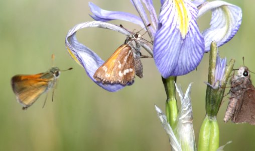 SKIPPER, MORRISON (Stinga morrisoni) (6-14-13)  with Tawny-edged and Deva, 8500 ft, alpine divide c g, 4 m south of alpine, apache co, az