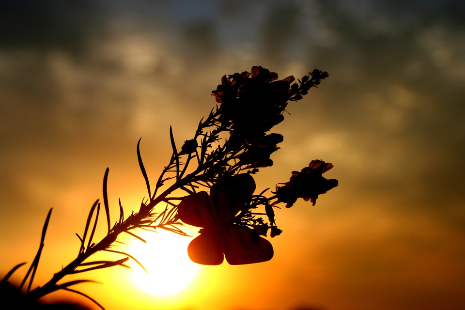 Sky red silhouette