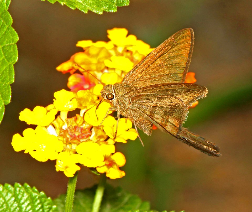 LONGTAIL, BROWN (Urbanus procne) (4-18-12) national butterfly center, mission, tx  (1)