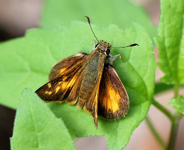 SKIPPER, TAXILES (Poanes taxiles) (8-8-11) fem, madera canyon, scc, az  (1)