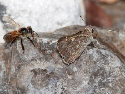 SKIPPER, SHEEP (Amblyscirtes edwardsii (9-1-10) french joe cyn, whetstone mts, az  (3)