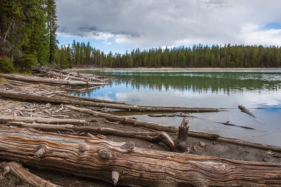 Wood outdoors nature photo