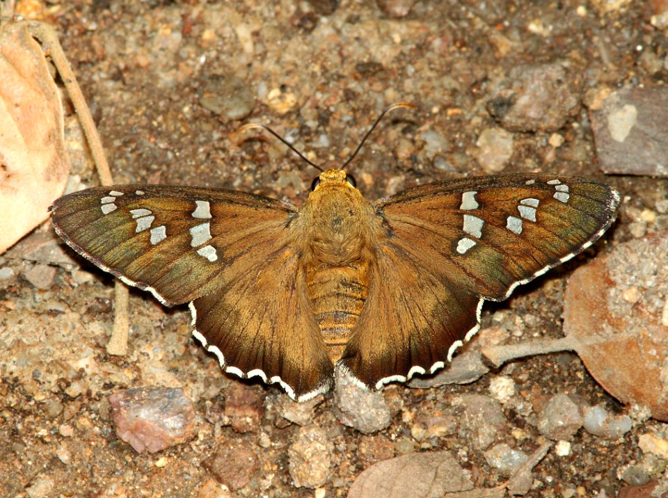 DULL FIRETIP (apyrrothrix araxes) (7-27-09) ramsey cyn, cochise co, az
