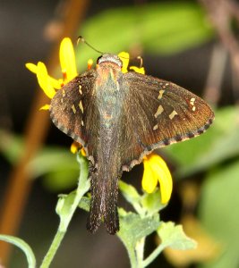 LONGTAIL, DORANTES (Urbanus dorantes) (9-26-10) montosa canyon, scc, az  (2)
