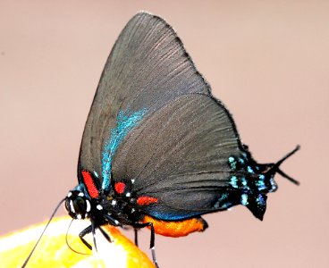 HAIRSTREAK, GREAT PURPLE (Atlides halesus) (9-2-12) 78 circulo montana, patagonia lake ranch estates, scc, az  (4)