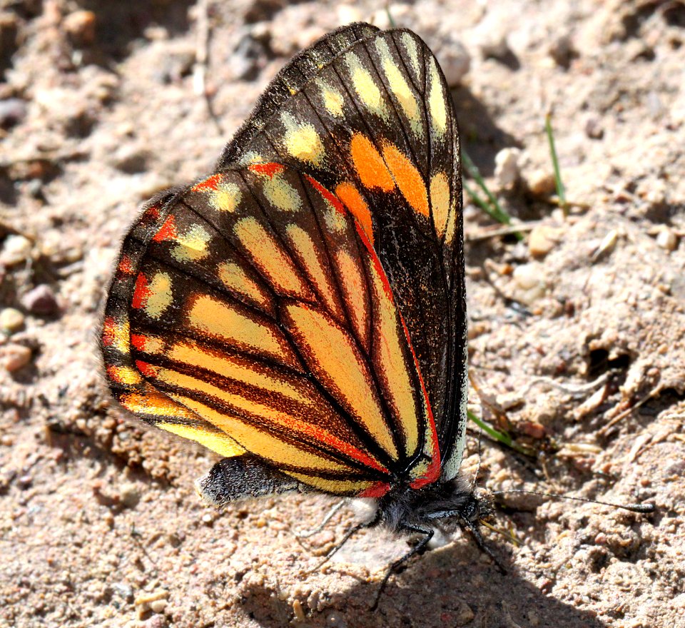 WHITE, CHIRICAHUA (Neophasia terlooii) (11-1-11) female, sawmill cyn, huachuca mts, az  (10)