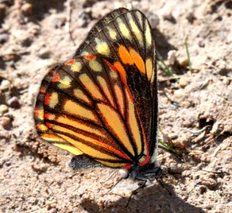 WHITE, CHIRICAHUA (Neophasia terlooii) (11-1-11) female, sawmill cyn, huachuca mts, az  (10)