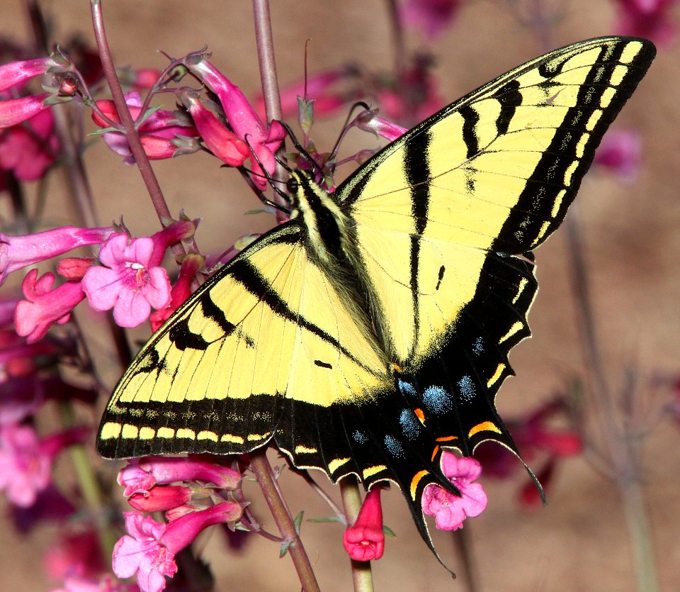 SWALLOWTAIL, TWO-TAILED (Papilio multicaudata) (3-21-12) 78 circulo montana, patagonia lake ranch estates, scc, az  (2)