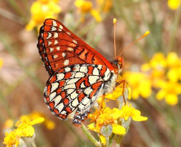 CHECKERSPOT, VARIABLE (euphydryus chalcadones) (6-2-10) pozo rd, slo co, ca -02
