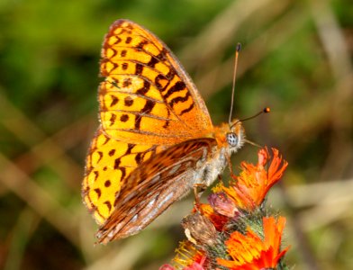 FRITILLARY, ATLANTIS (Speyeria atlantis) (8-9-09) stonington, me  (2)