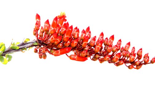 OCOTILLO (Fouquieria splendens) (4-1-14) near pat lake st pk, sc co, az  (3)
