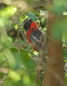 915 - CRIMSON-COLLARED GROSBEAK (2-5-10) quinta mazatlan, mcallen, tx  (3)