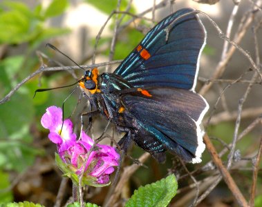 SKIPPER, GUAVA (Phocides palemon) (1-14-09) roma, tx  (3)