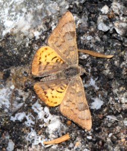 METALMARK, ZELA (Emesis zela) (3-31-13) red mountain road, s of patagonia, sco, az  (3)