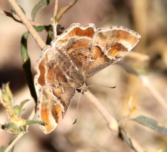 POWDERED-SKIPPER, TEXAS (Systasea pulverulente) (11-1-12) below dam, patagonia lake, scc, az  (5)