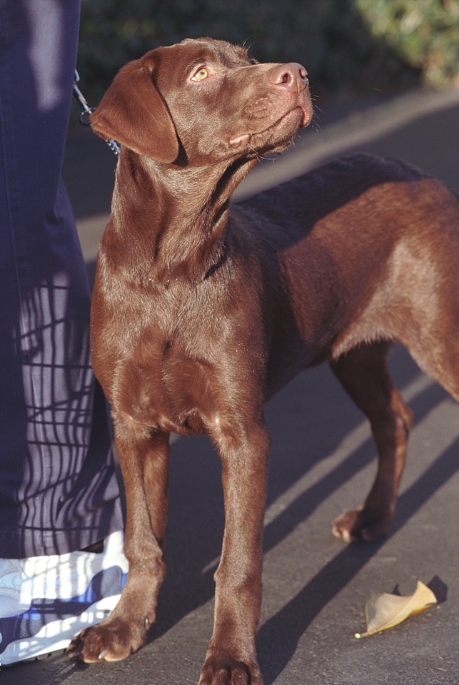 Buddy pet president clinton