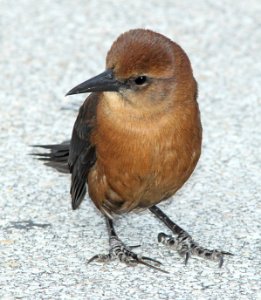 938 - BOAT-TAILED GRACKLE (1-21-10) kendall, fla  (5)