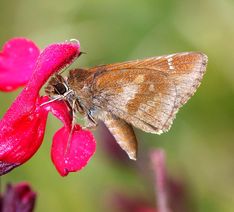 SKIPPER, CLOUDED (Lerema accius) (10-16-12) santa fe ranch, near santa cruz river, n-e of nogales, scc, az  (3)