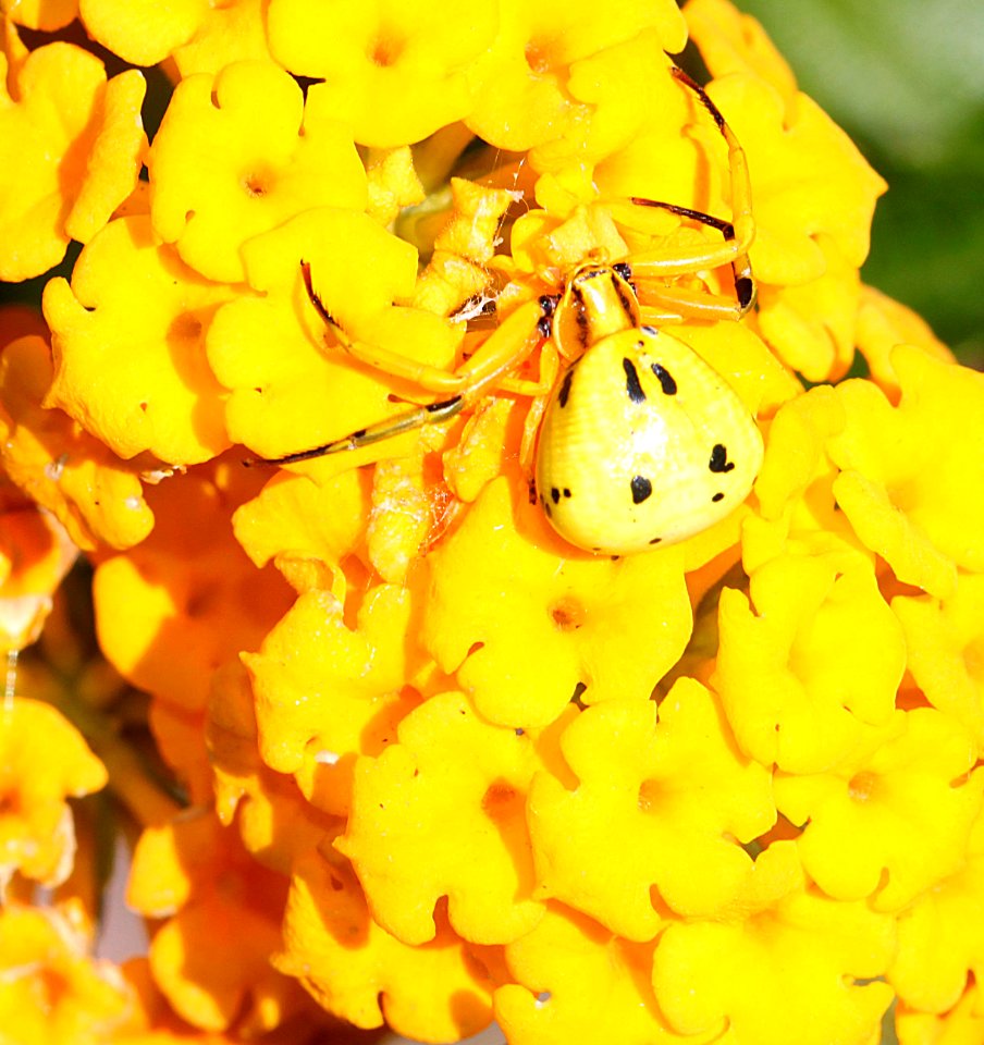 SPIDER, CRAB (Thomisidae) (10-5-13) 78 circulo montana, patagonia lake ranch estates, scc, az