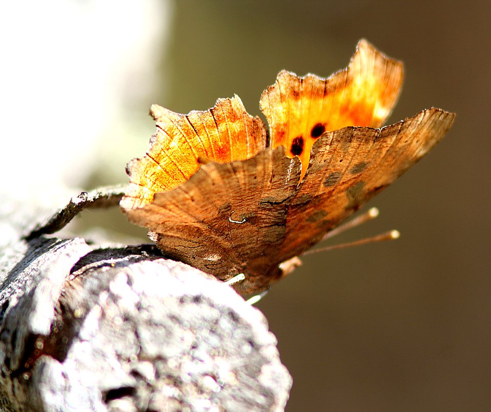 COMMA, SATYR (polgonia satyrus) (3-14-07) coon creek, mdo st park, slo co, ca