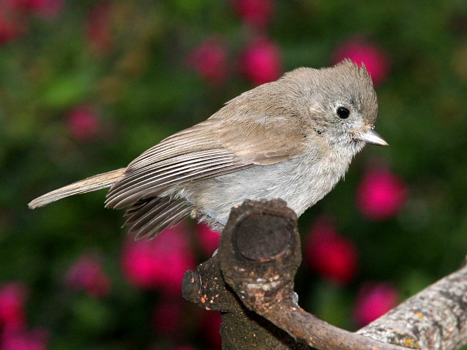 679 - OAK TITMOUSE (5-30-07) canet rd, slo co, ca (2)