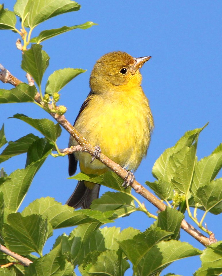 913 - WESTERN TANAGER (5-11-11) kino springs, scc, az