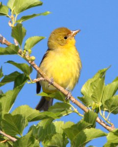 913 - WESTERN TANAGER (5-11-11) kino springs, scc, az