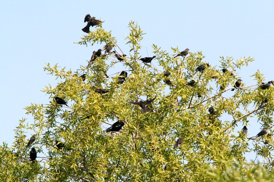 930 - TRI-COLORED BLACKBIRD (4-6-08) 2.5 m s of Rte 46 on Davis Road, HABITAT SHOT, slo co, ca