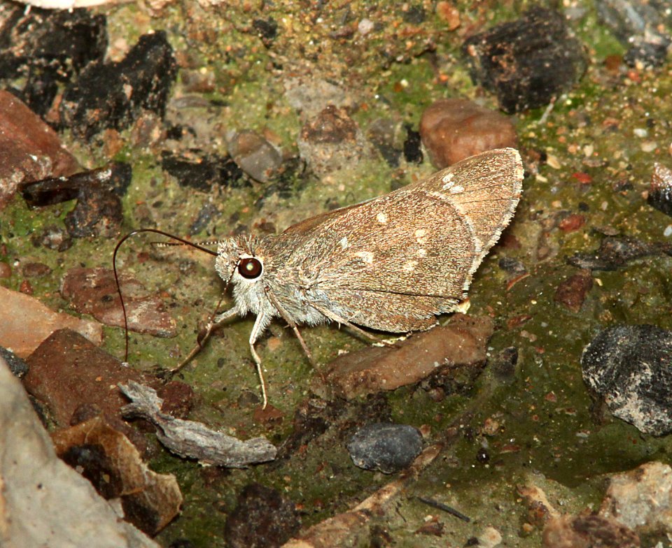 SKIPPER, SHEEP (Amblyscirtes edwardsii (9-1-10) french joe cyn, whetstone mts, az  (1)