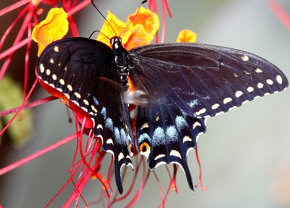 SWALLOWTAIL, BLACK (Papillio polyxenes) (7-12-11) fem, 78 circulo montana, patagonia lake ranch estates, scc, az  (2)