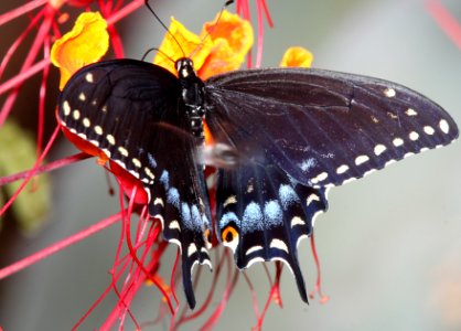 SWALLOWTAIL, BLACK (Papillio polyxenes) (7-12-11) fem, 78 circulo montana, patagonia lake ranch estates, scc, az  (2)