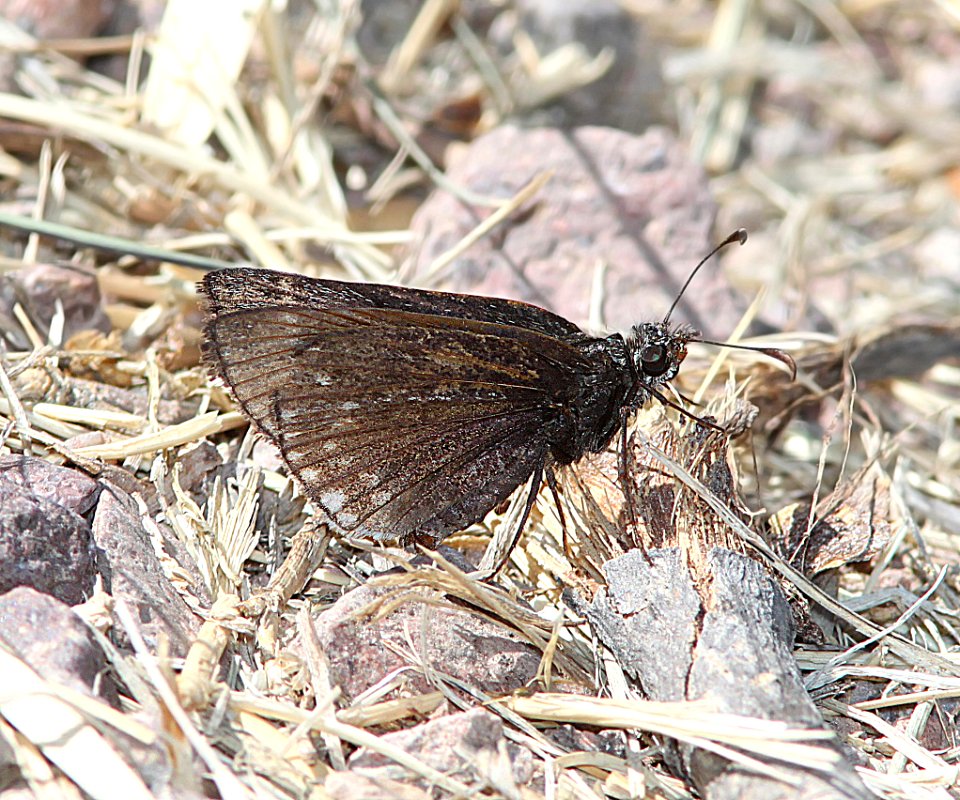 DUSKYWING, SLEEPY (Erynnis brizo) (3-31-11) pena blanca lake, scc, az  (2)