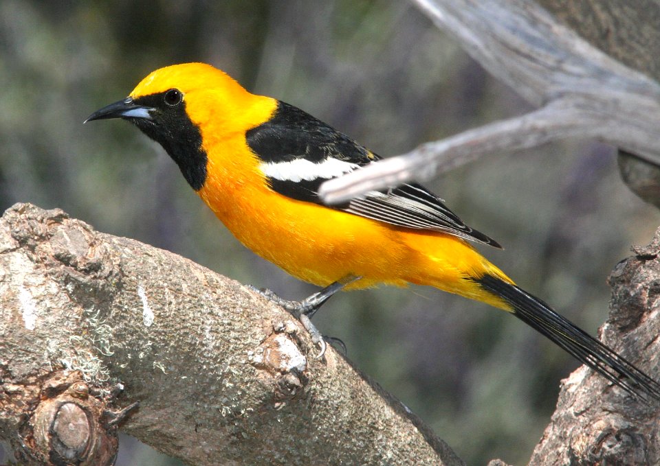 945 - HOODED ORIOLE (4-29-09) canet rd, slo co, ca (1)