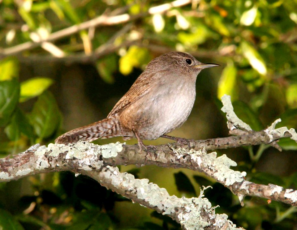 692 - HOUSE WREN (4-19-09) cerro alto, slo co, ca (1)