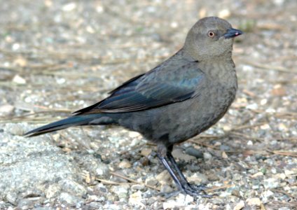 936 - BREWERS BLACKBIRD (12-14-08) slo co, ca (2)