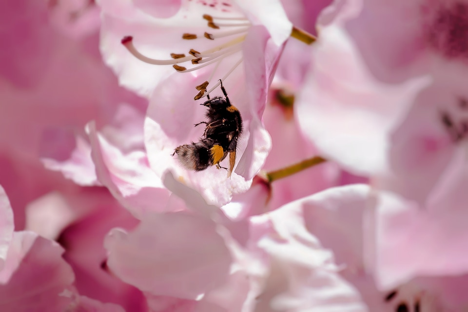 Macro pink petals