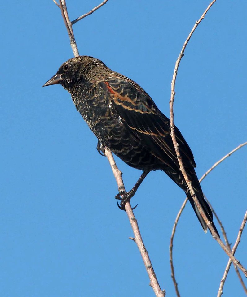 929 - RED-WINGED BLACKBIRD (10-9-10) kino springs, scc, az