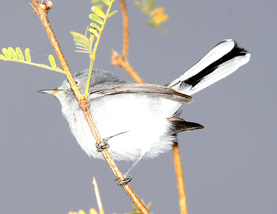 701 - BLUE-GRAY GNATCATCHER (11-21-11) patagonia lake , scc, az -01 - Copy